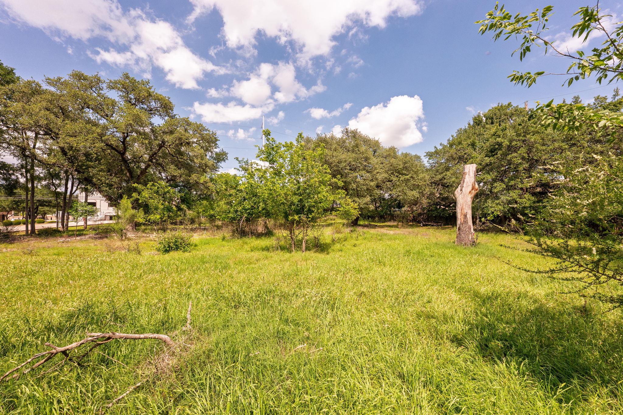 12182 Jollyville Road Austin, TX 78759 - Photo 11 of 25 Expansive grassy area featuring natural landscaping and mature trees