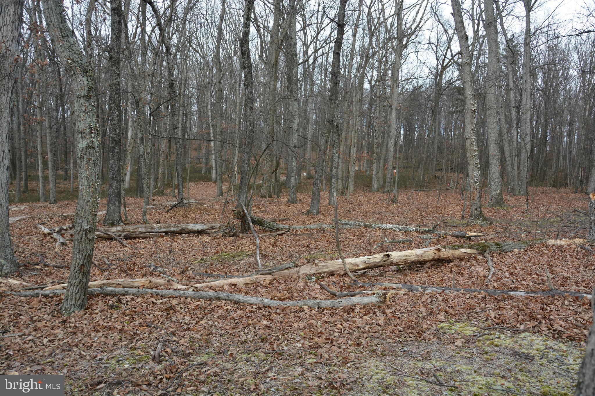 North Timber Ridge Road Cross Junction, VA 22625 - Photo 6 of 9 Come check out this beautiful l lot.
