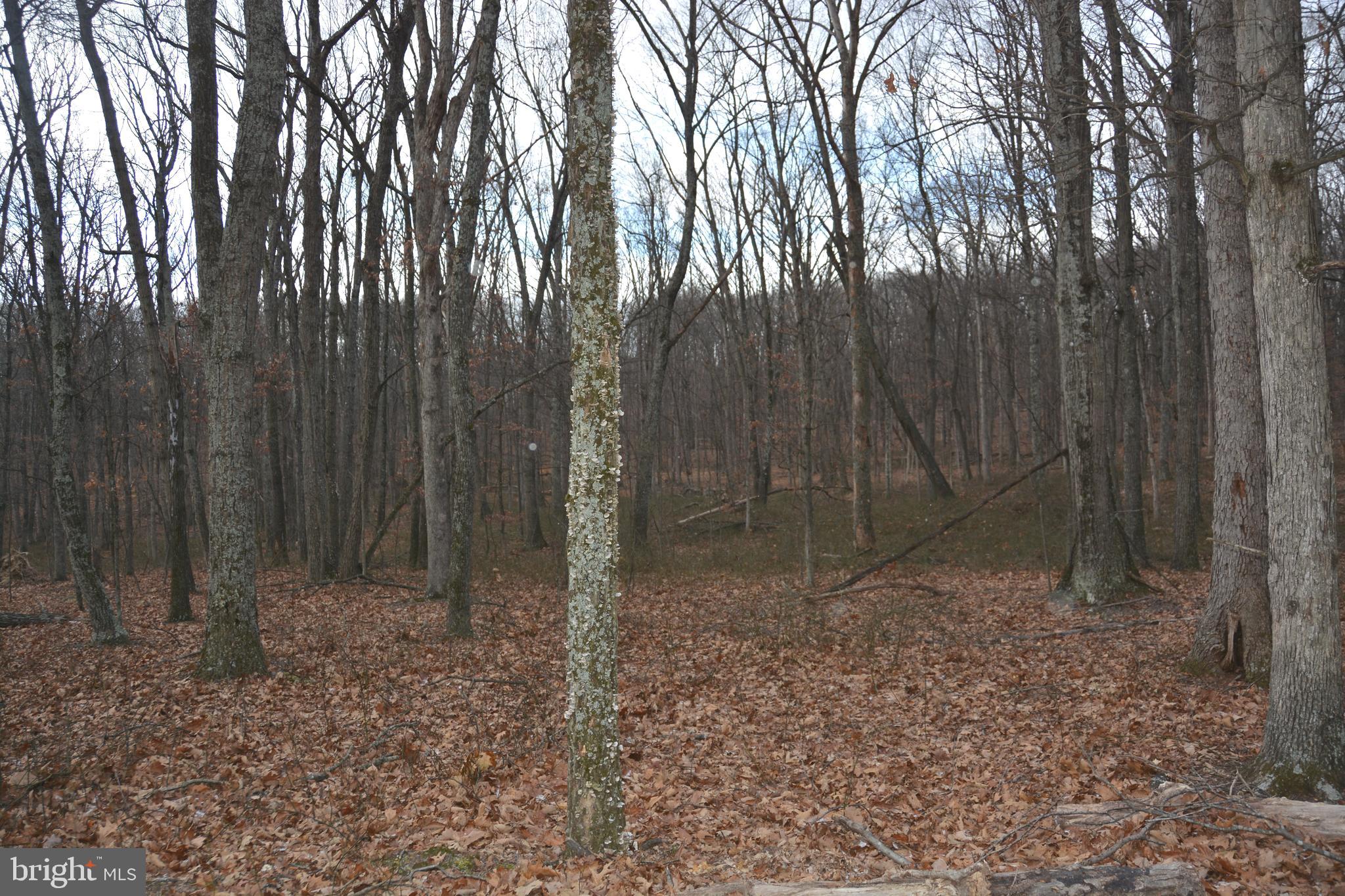 North Timber Ridge Road Cross Junction, VA 22625 - Photo 7 of 9 NO HOA here Tell me the woods don't look enticing