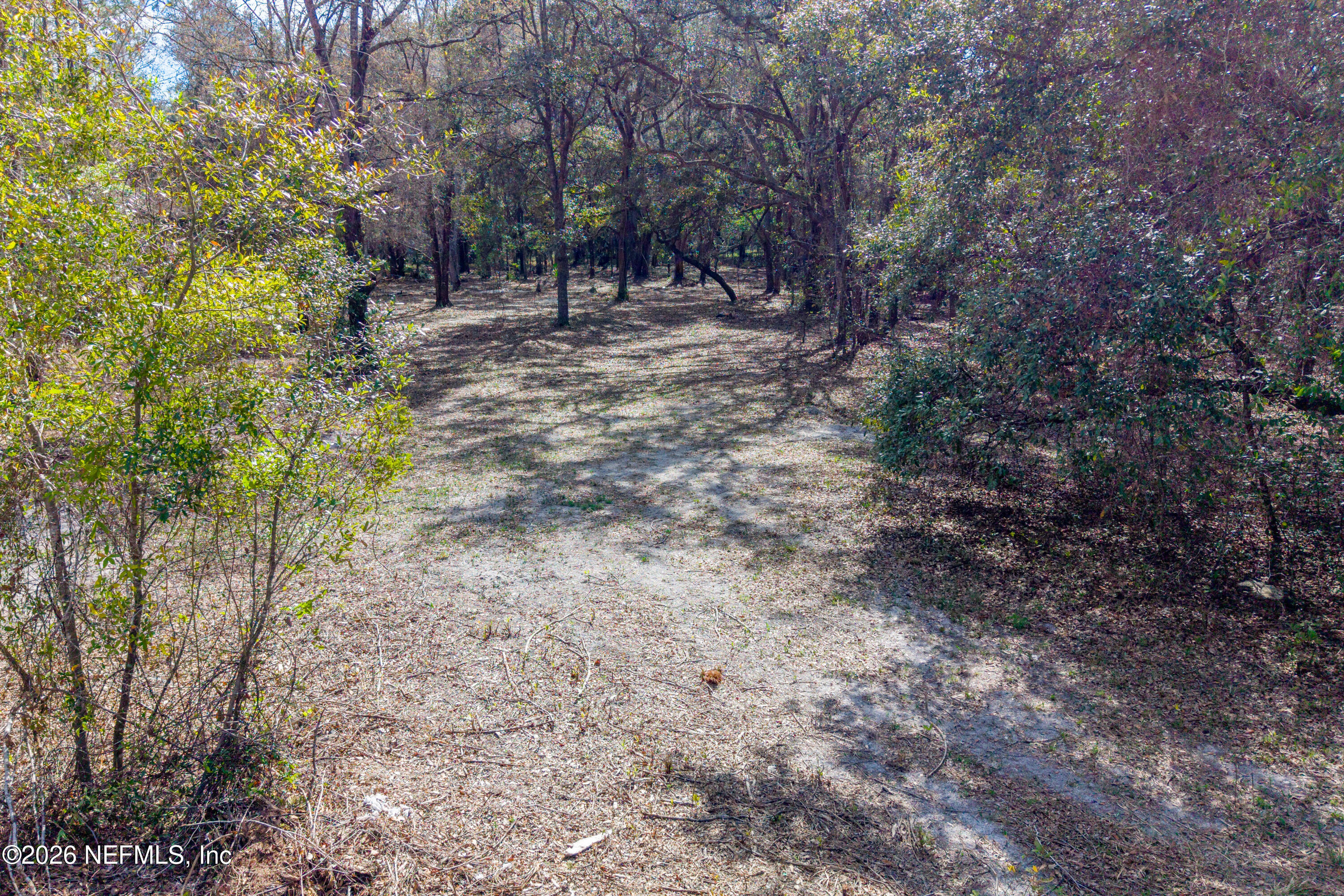 9094 Southeast 50th Avenue Hampton, FL 32044 - Photo 15 of 17 a view of a forest filled with trees