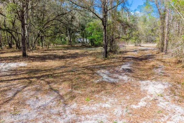 a view of a forest with trees