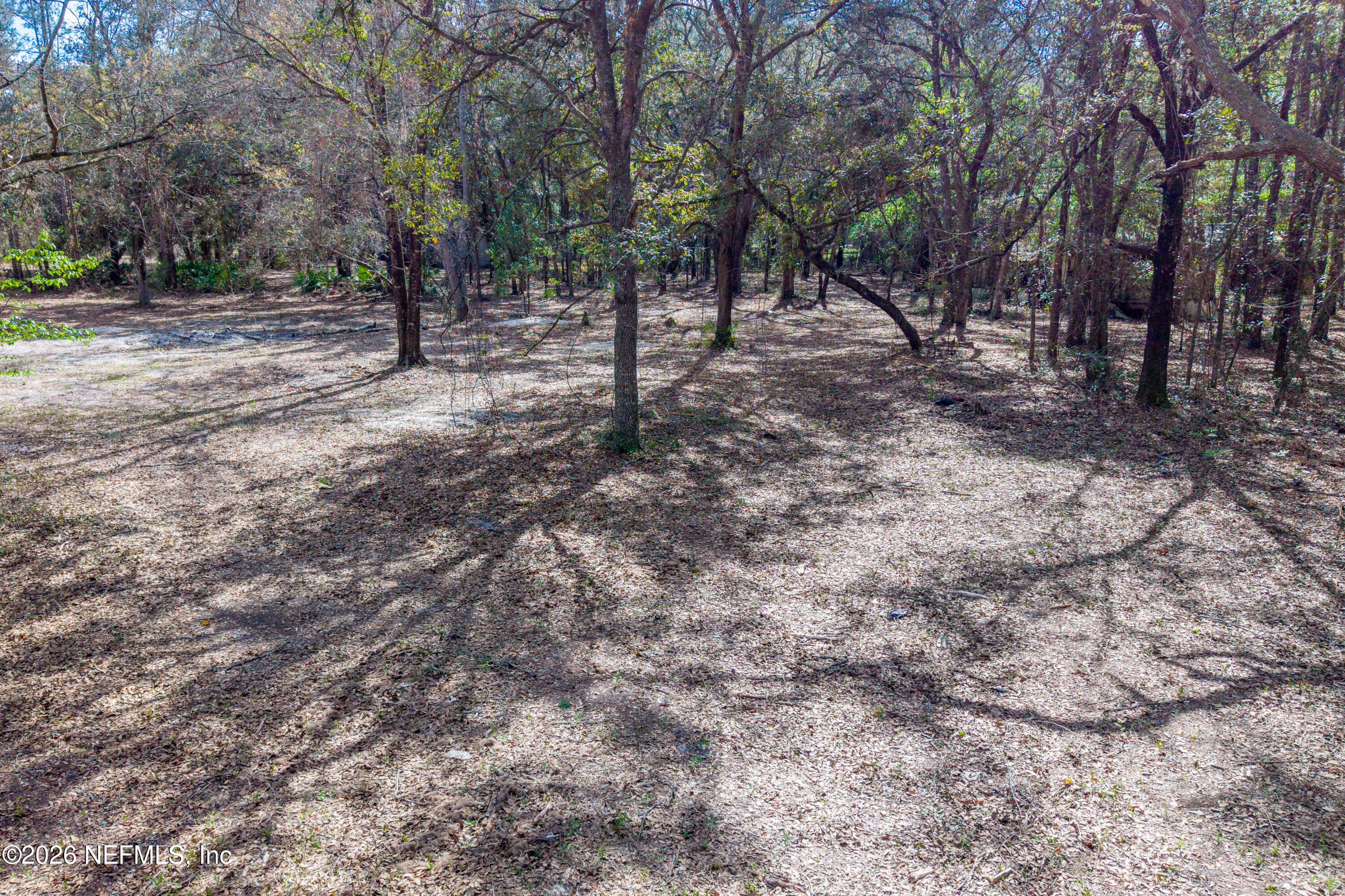 9094 Southeast 50th Avenue Hampton, FL 32044 - Photo 8 of 17 a view of a forest with trees