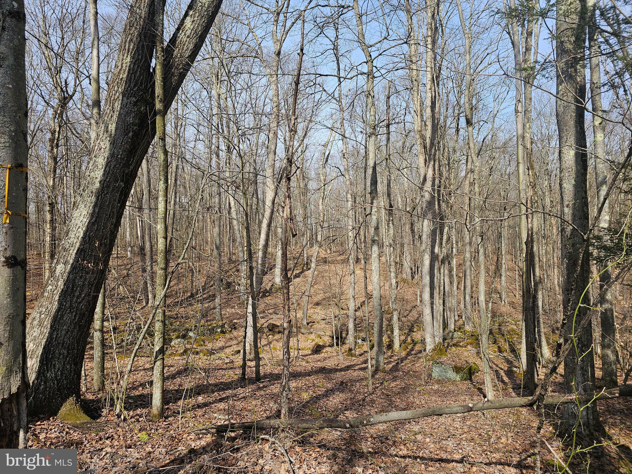 355 Lonesome Pine Road Oakland, MD 21550 - Photo 37 of 70 Some woods