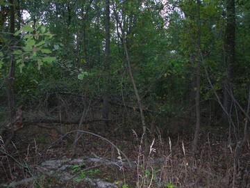 1 Rock Hole Road Stonefort, IL 62987 - Photo 3 of 7