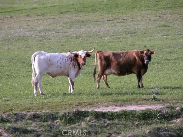 a backyard of a house with lots of green space and plants