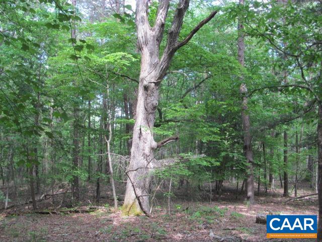 200-ac Buck Island Road Charlottesville, VA 22902 - Photo 8 of 26 Gallery Image 8