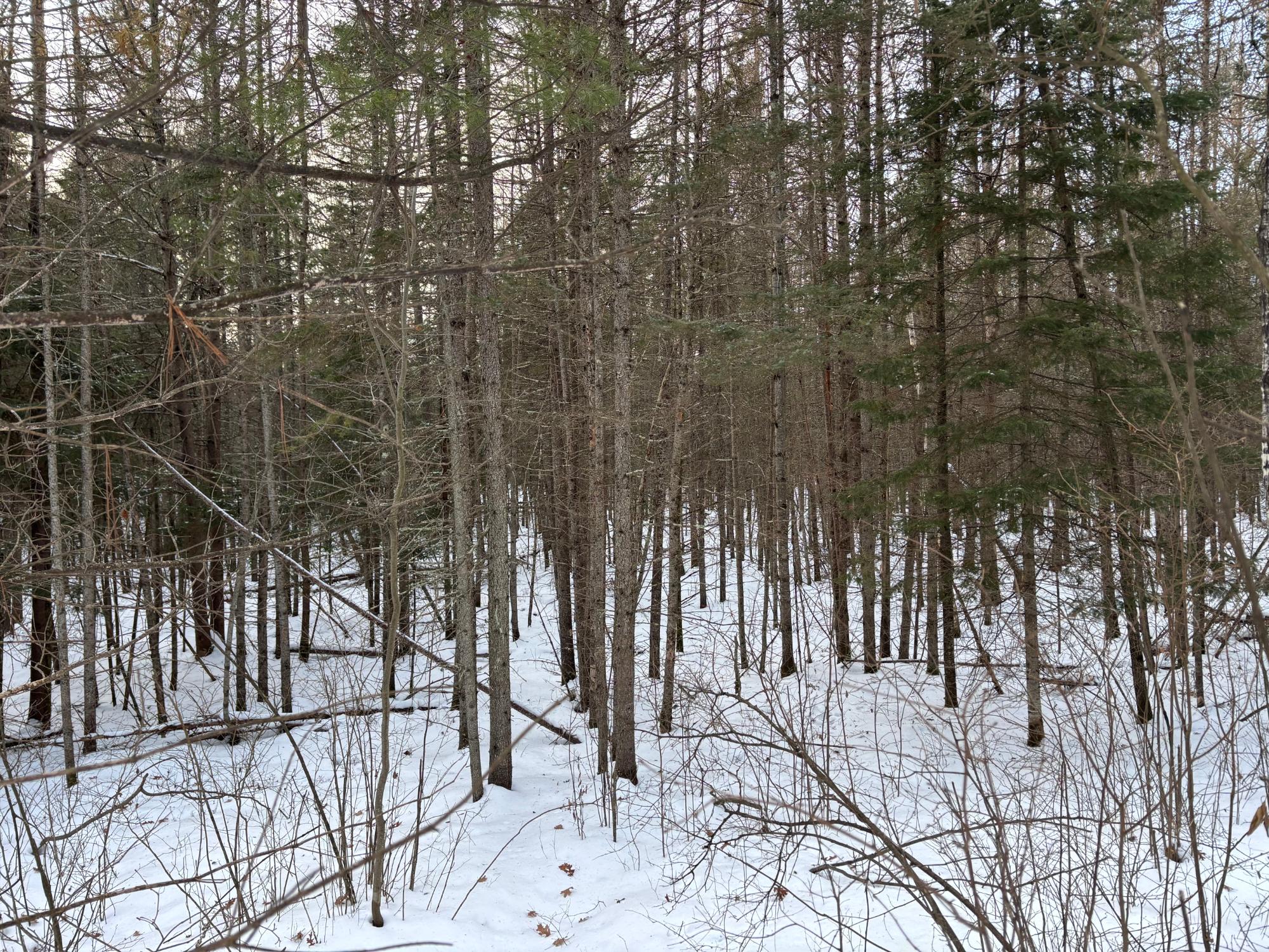 Lot 3 Swamp Lake Road Tomahawk, WI 54487 - Photo 5 of 13 Gallery Image 5