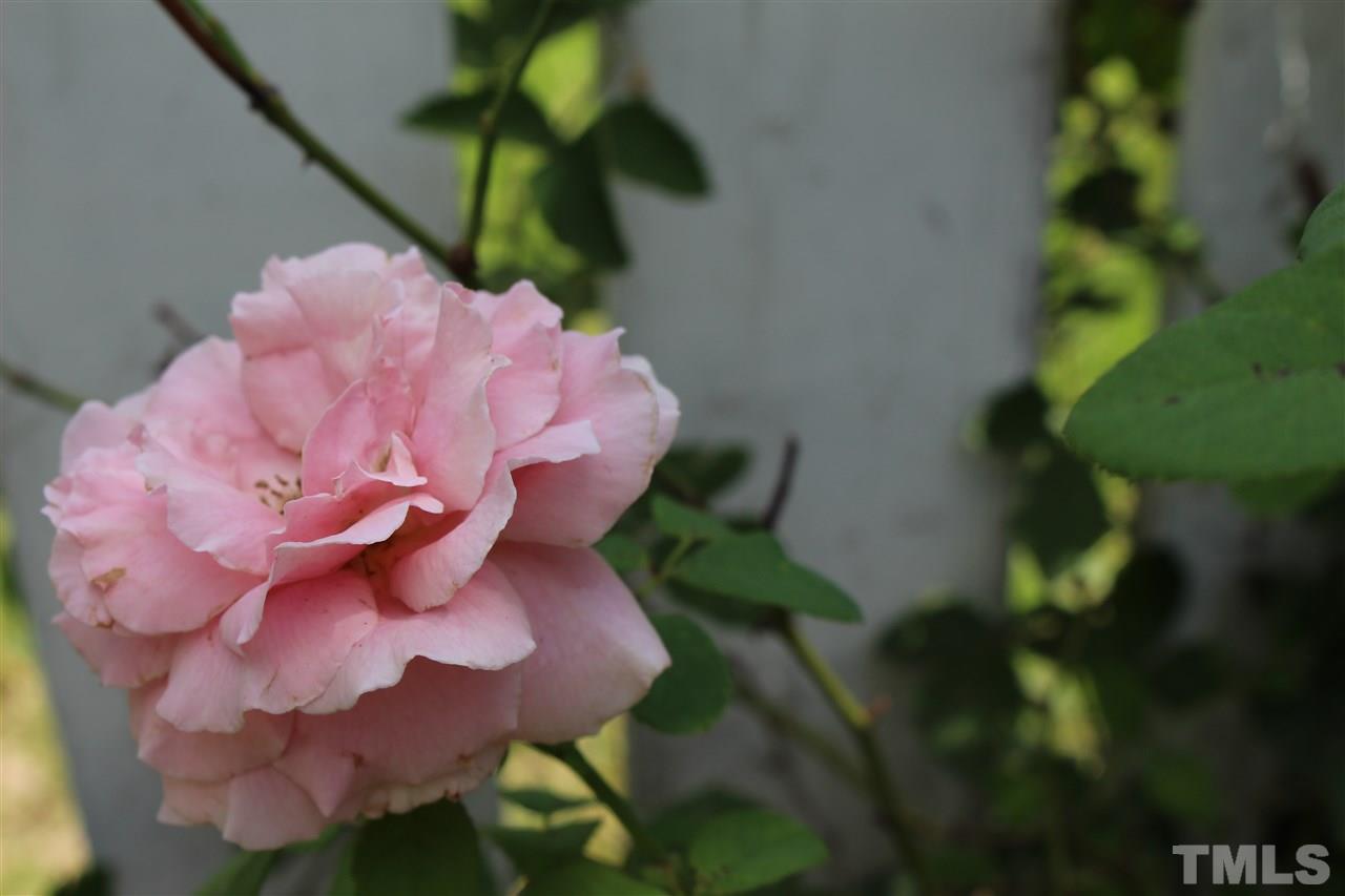 5002 Gable Ridge Drive Durham, NC 27713 - Photo 11 of 16 a view of a flower