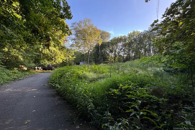 a view of a garden with plants
