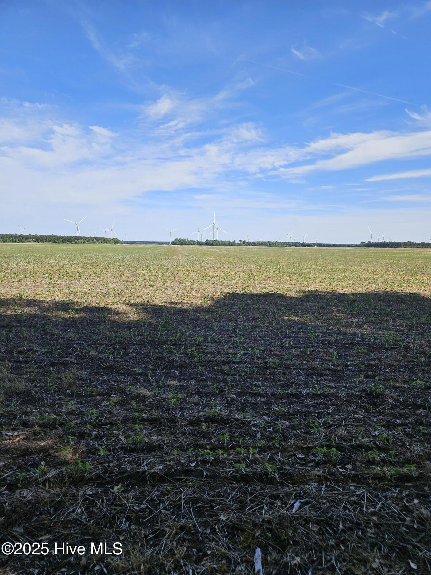 416 Sandy Ridge Road Edenton, NC 27932 - Photo 11 of 14 field behind lot