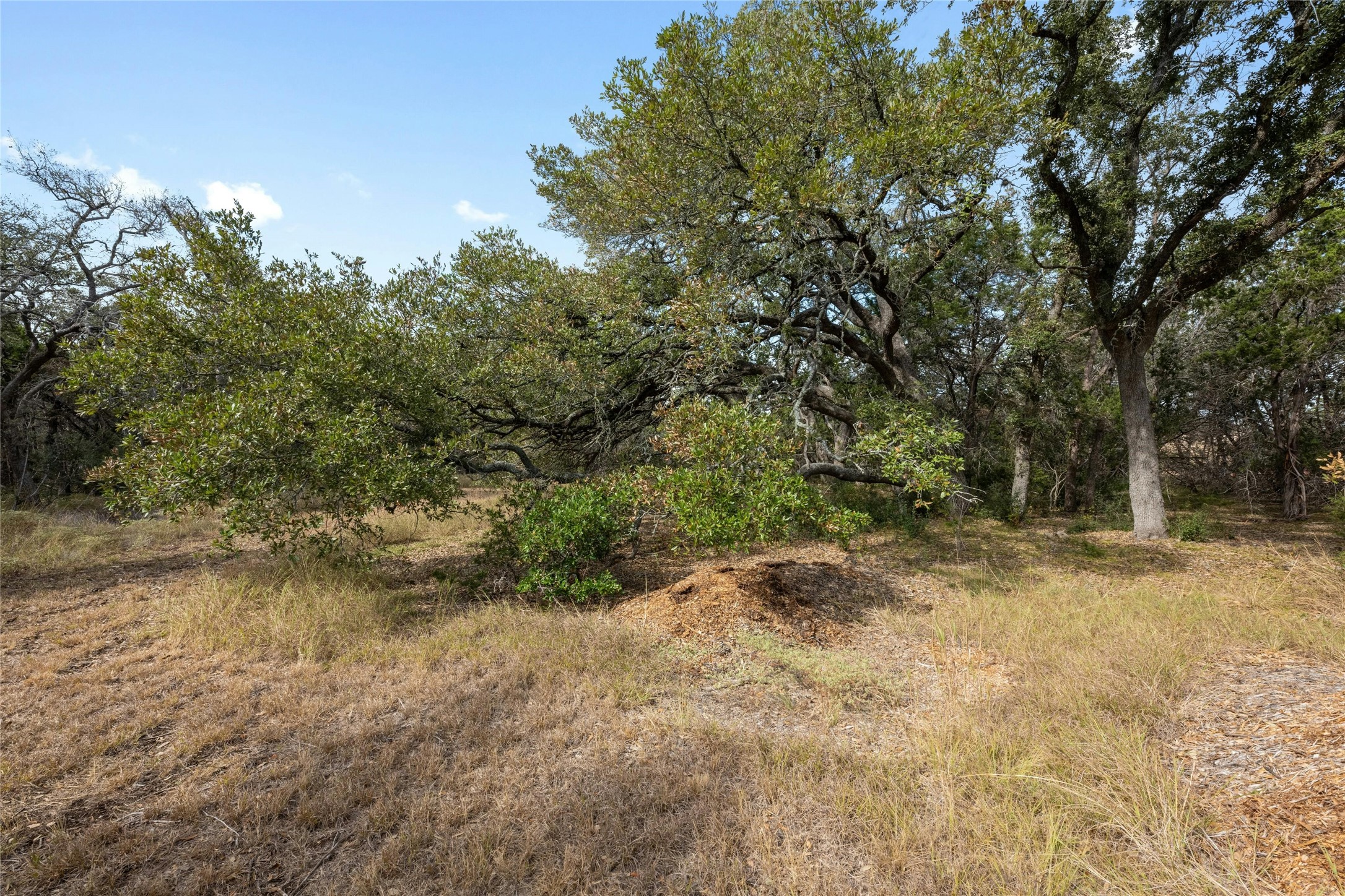 200 Ted Burger Road Dripping Springs, TX 78620 - Photo 6 of 11 a view of a yard with a tree