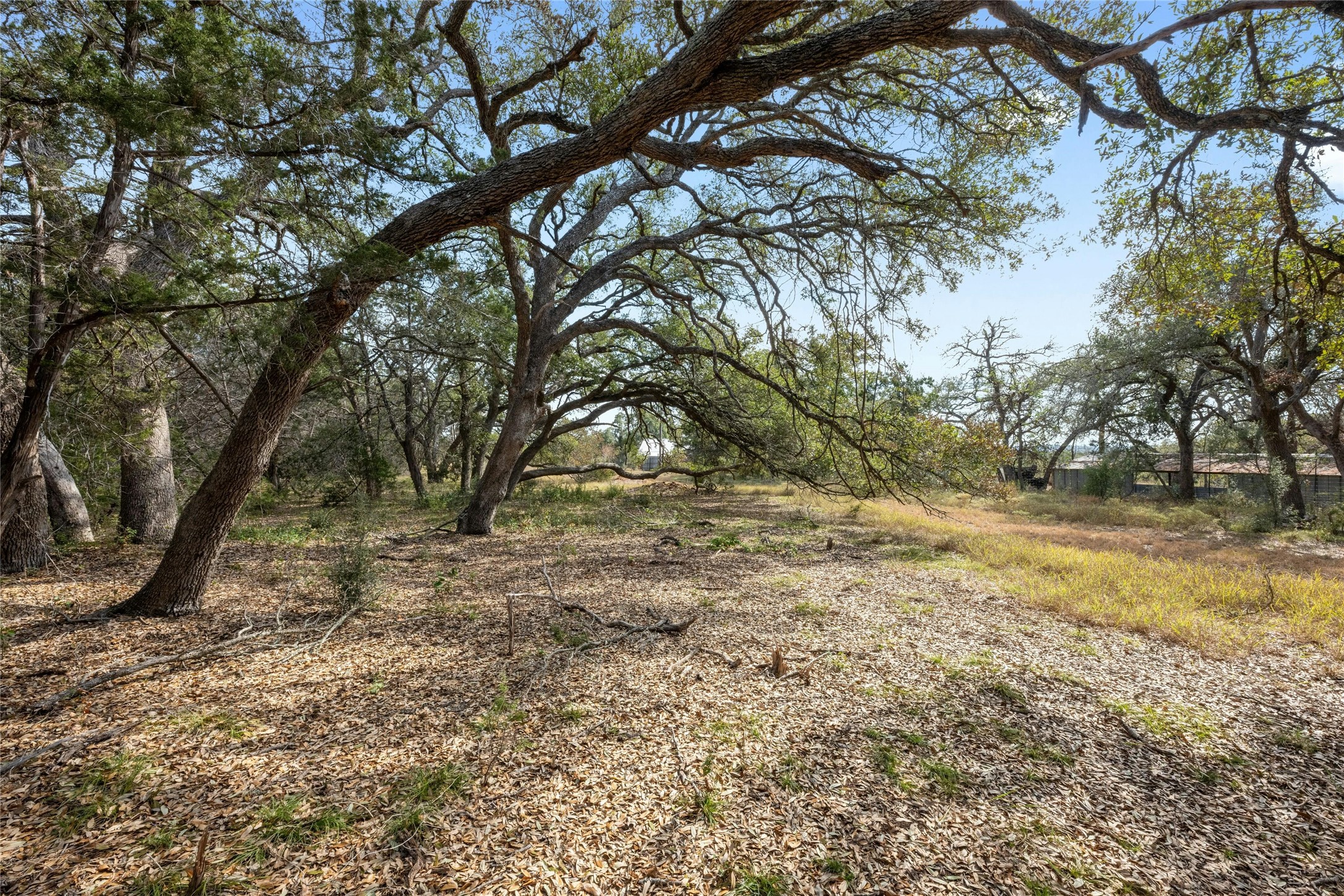 200 Ted Burger Road Dripping Springs, TX 78620 - Photo 9 of 11 a view of yard with trees
