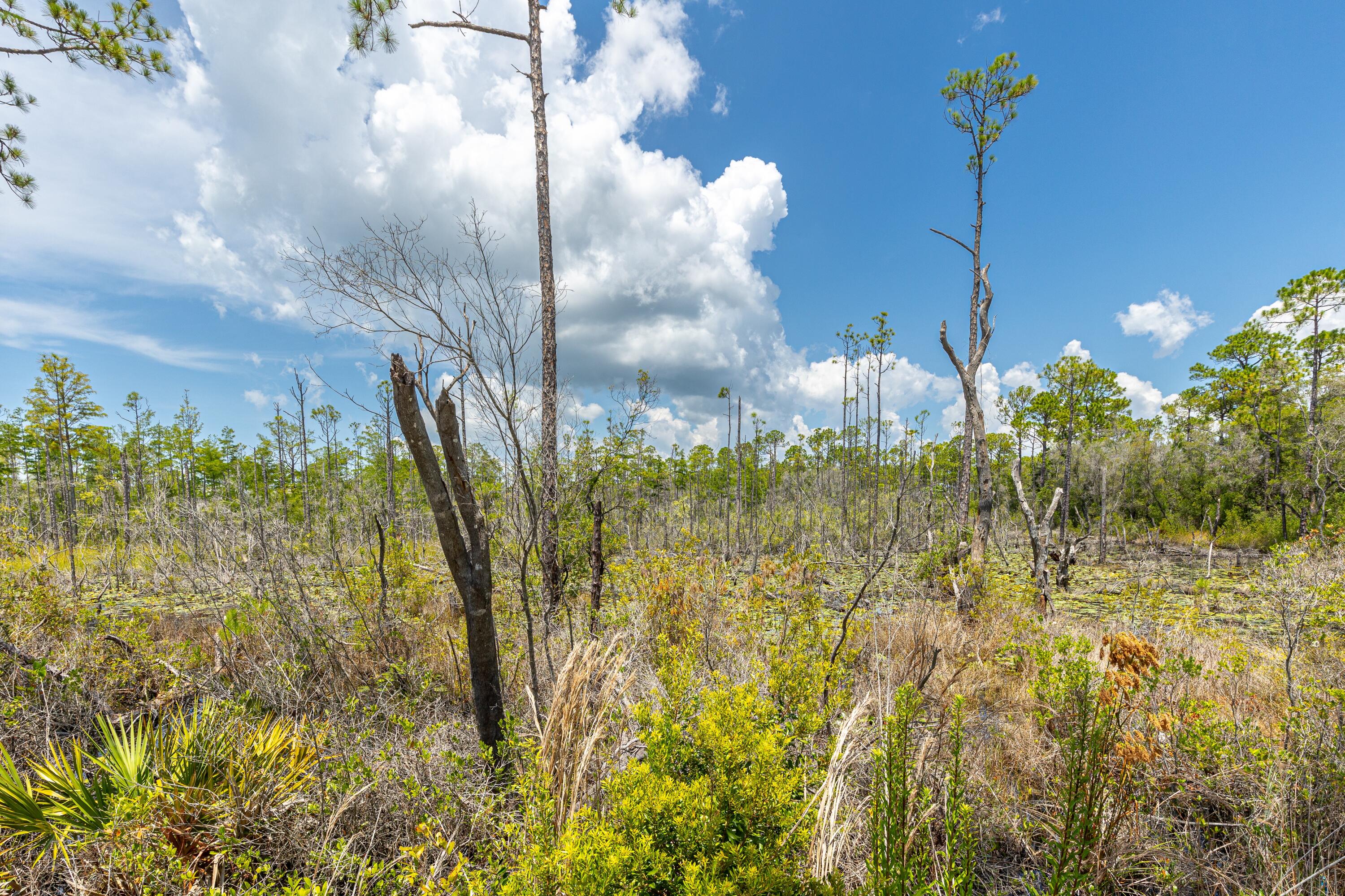 235 Prairie Pass Santa Rosa Beach, FL 32459 - Photo 44 of 80 Backyard View