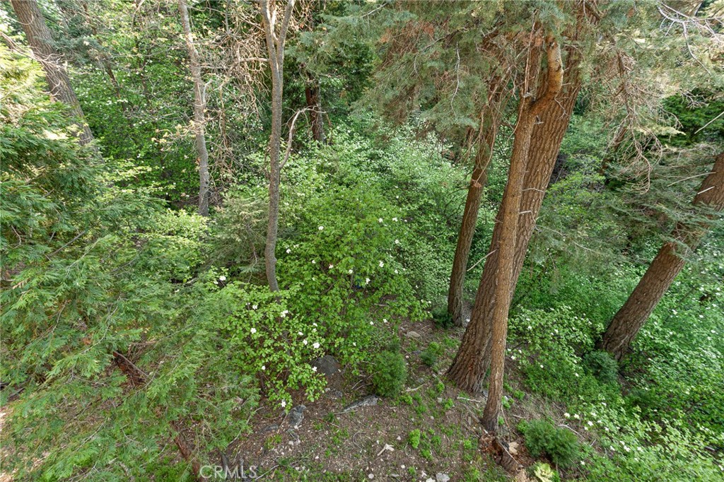 576 Kuffel Canyon Road Lake Arrowhead, CA 92352 - Photo 37 of 61 a view of a forest with a tree