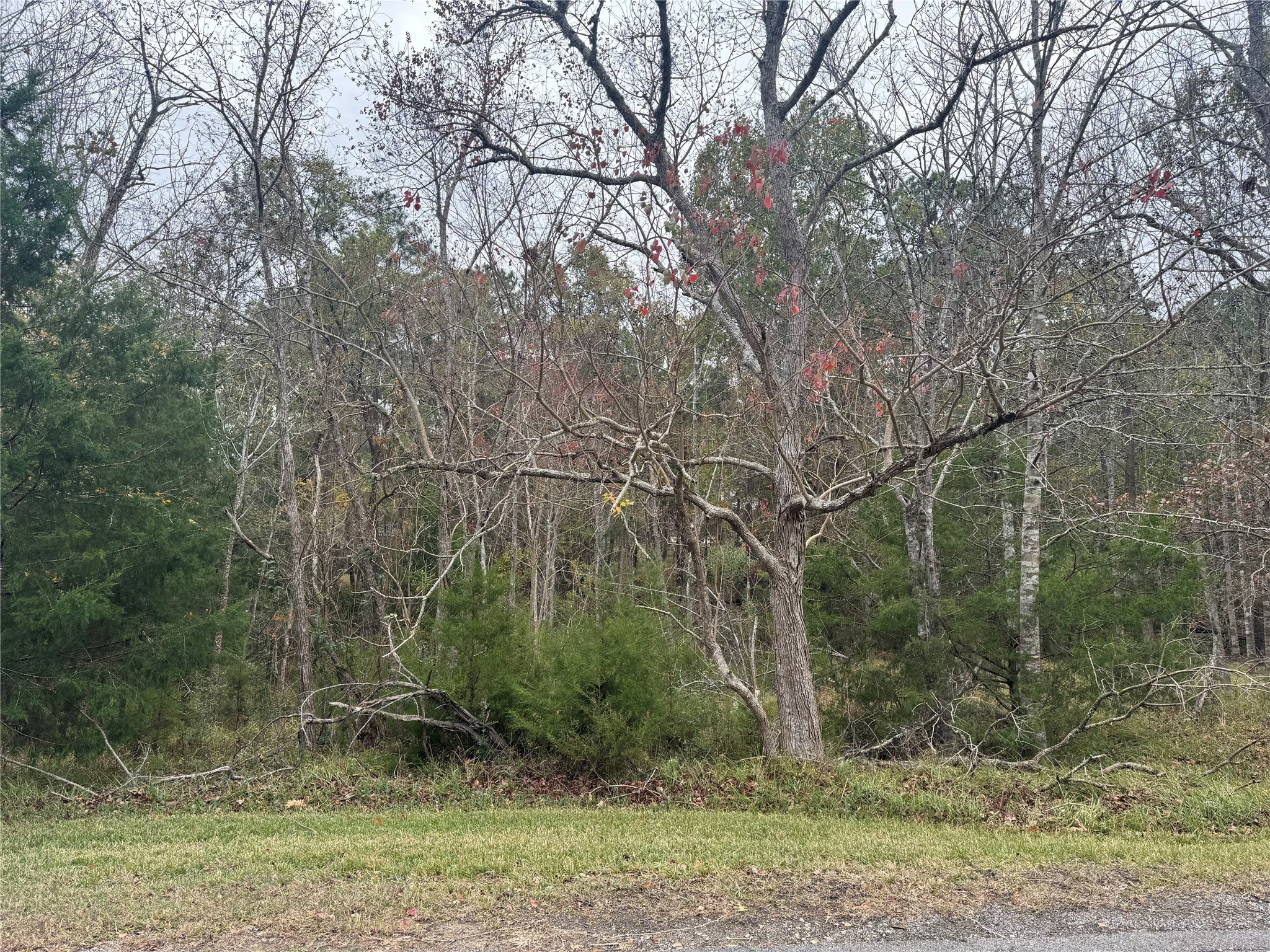 22 South Frst Cv Loop Coldspring, TX 77331 - Photo 1 of 13 a view of a forest