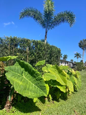 a couple of flower plants in front of yellow house