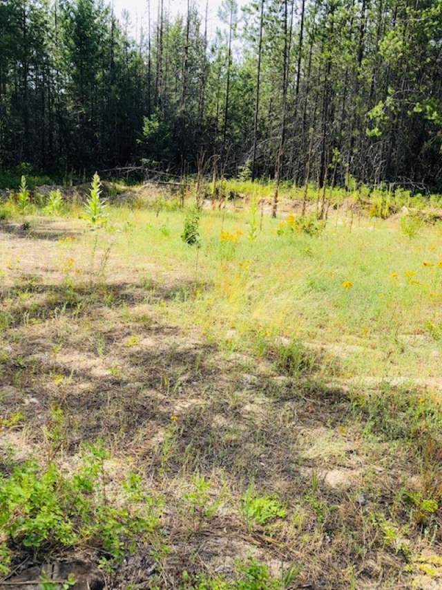 4201 Lyons Hill Road Springdale, WA 99173 - Photo 2 of 5