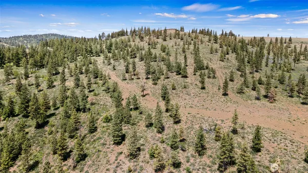 a view of a lush green forest with a tree