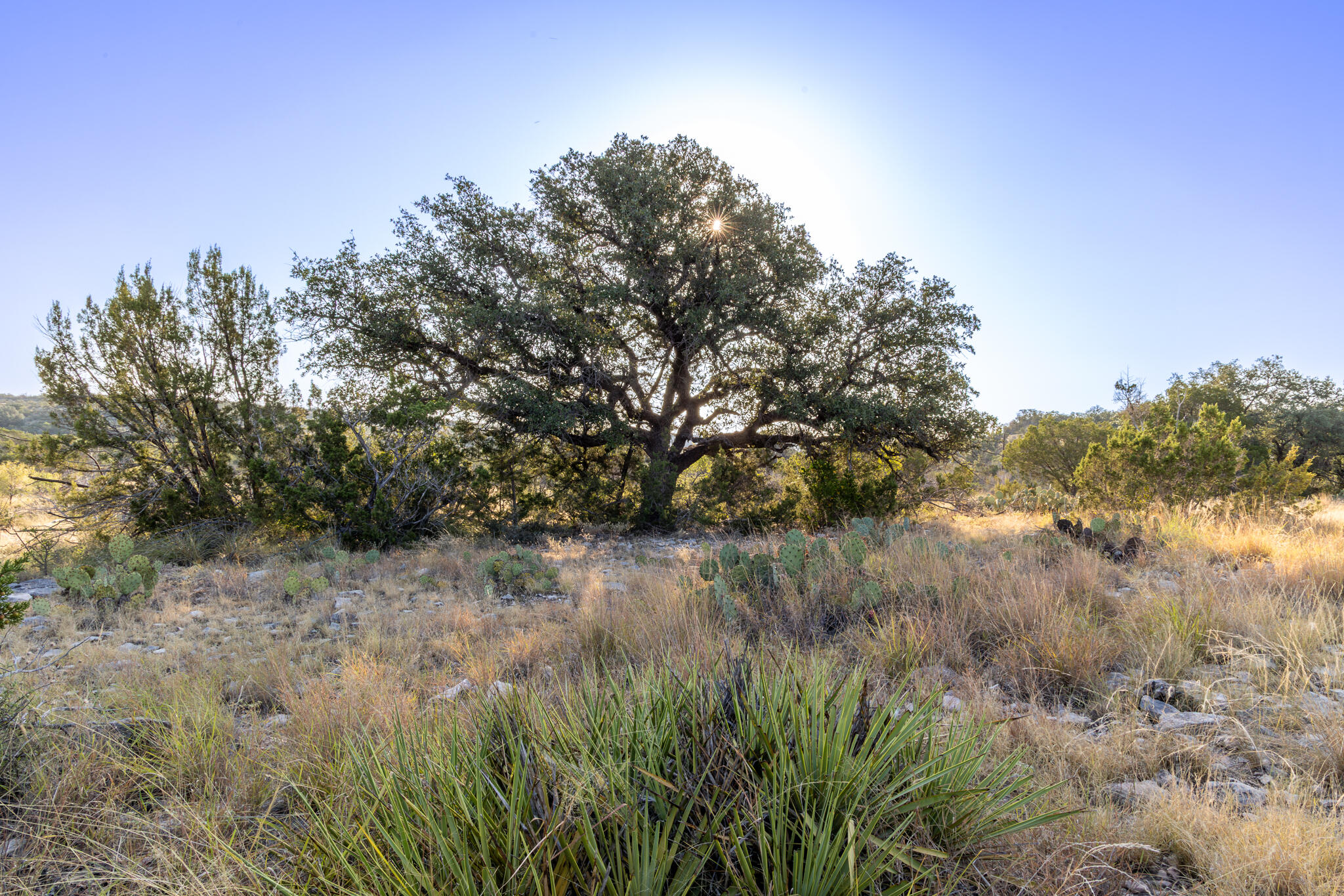 Tbd Windmill Road Ozona, TX 76943 - Photo 24 of 26 Leonard Ranch-20