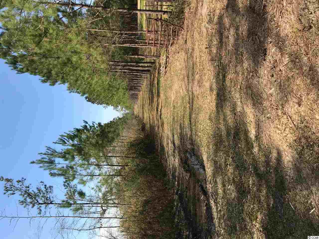 Tbd Williamson Road Hemingway, SC 29554 - Photo 4 of 4