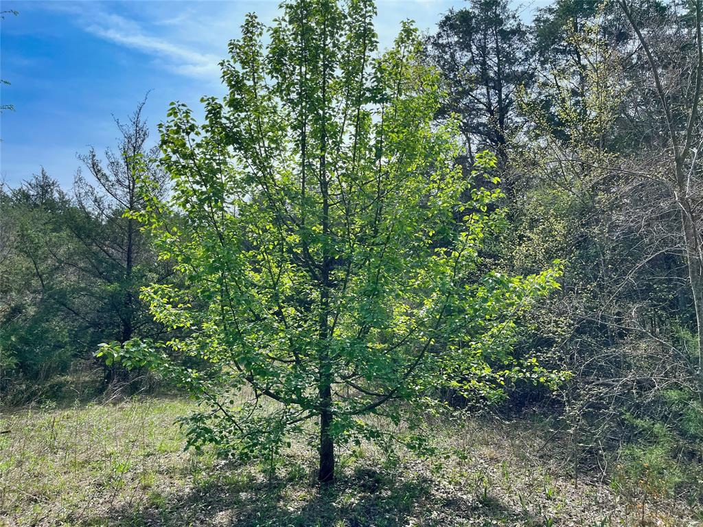 2645 St Ector Tx 75439 Bonham, TX 75418 - Photo 12 of 23 a view of a lush green forest