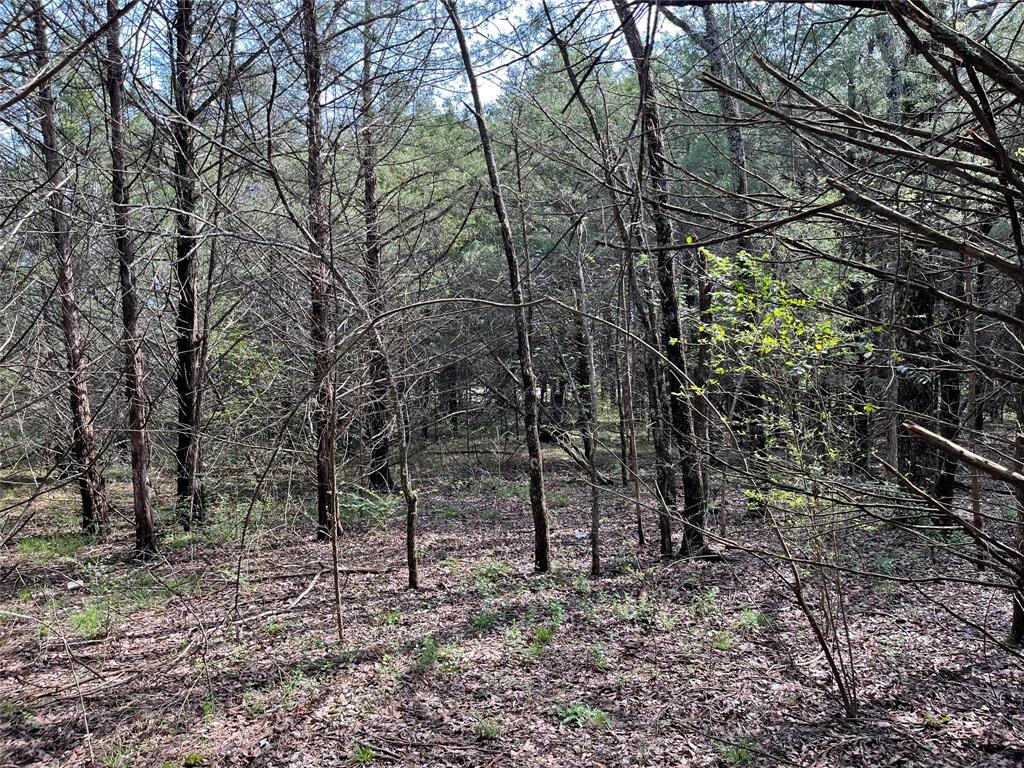 2645 St Ector Tx 75439 Bonham, TX 75418 - Photo 14 of 23 a view of a forest filled with trees