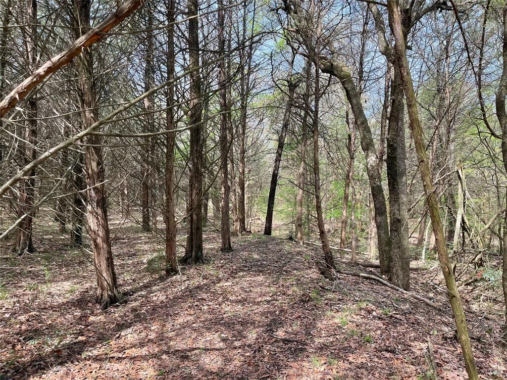 2645 St Ector Tx 75439 Bonham, TX 75418 - Photo 16 of 23 a view of a forest with trees in the background