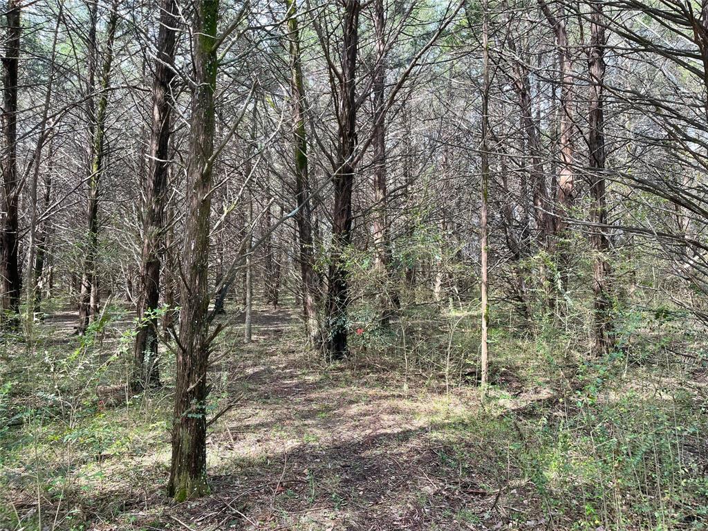 2645 St Ector Tx 75439 Bonham, TX 75418 - Photo 20 of 23 a view of empty room with a tree
