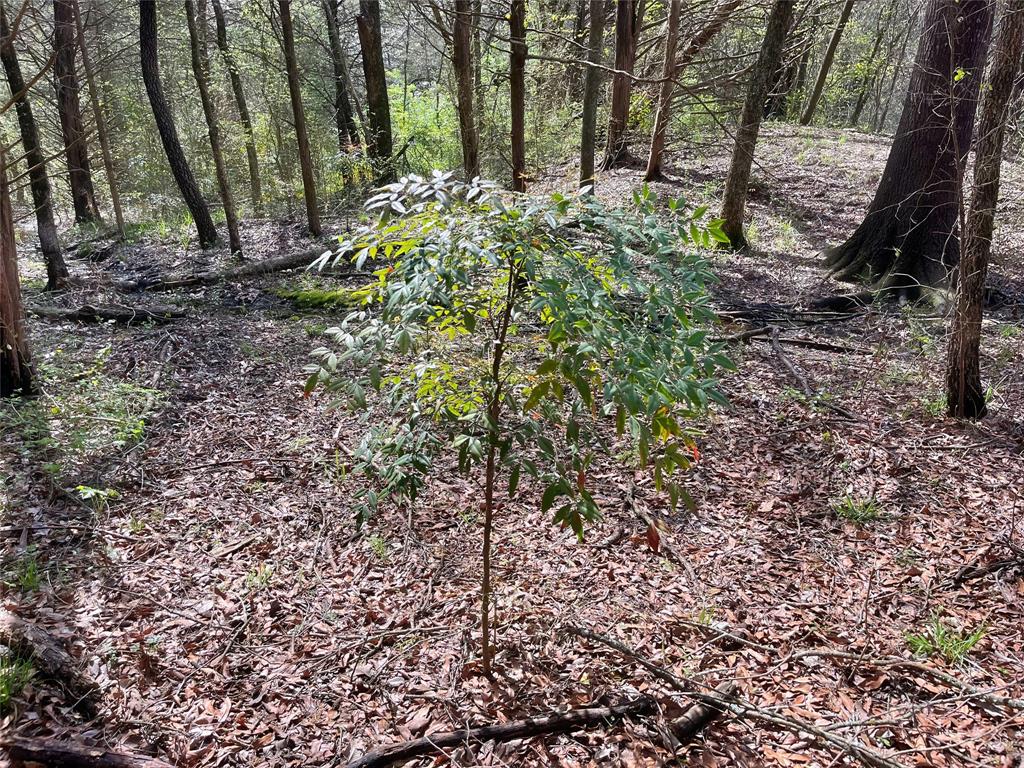2645 St Ector Tx 75439 Bonham, TX 75418 - Photo 22 of 23 a view of a yard with plants and large trees