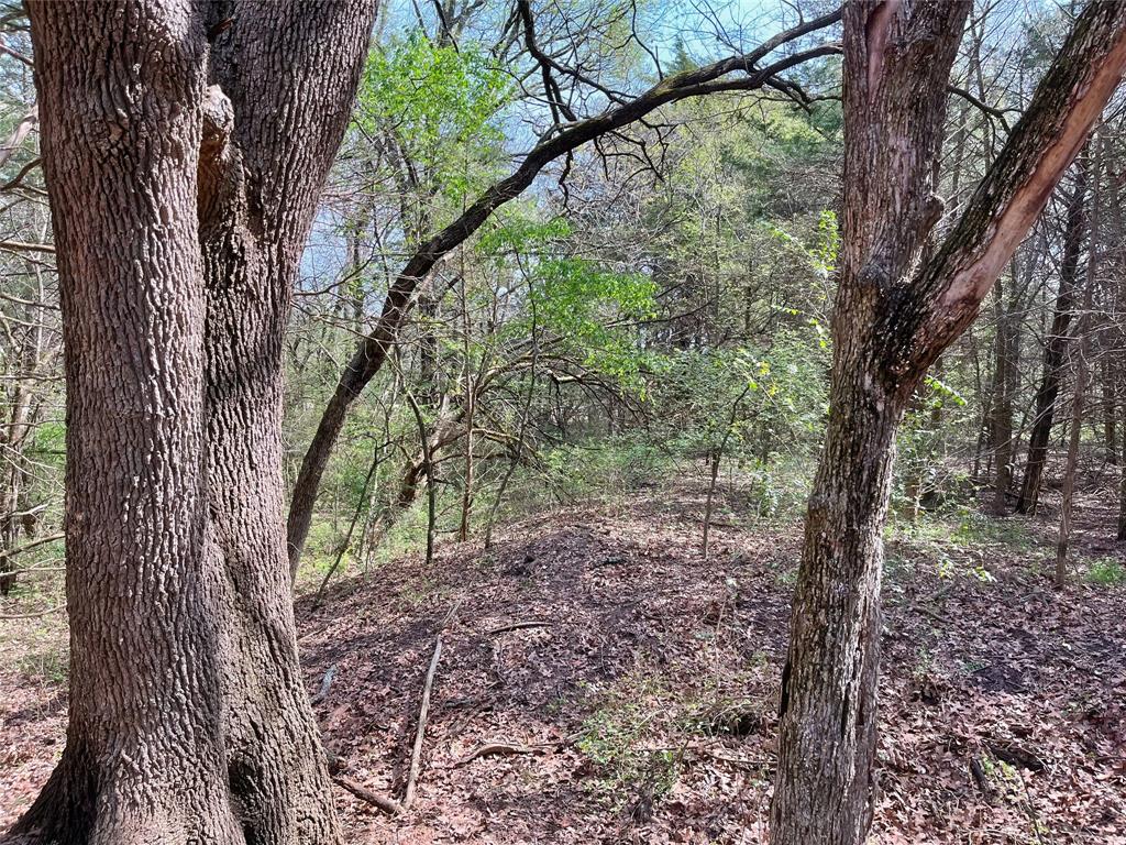2645 St Ector Tx 75439 Bonham, TX 75418 - Photo 3 of 23 a view of forest
