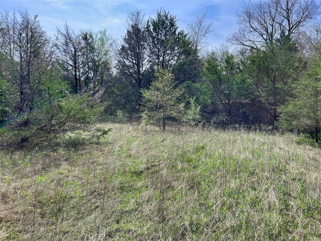 2645 St Ector Tx 75439 Bonham, TX 75418 - Photo 4 of 23 a big yard with lots of green space and deers