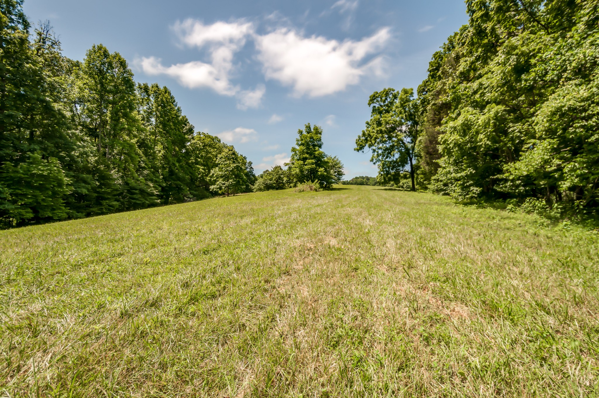 7399 Caney Fork Road Fairview, TN 37062 - Photo 11 of 41 a view of a yard with a tree