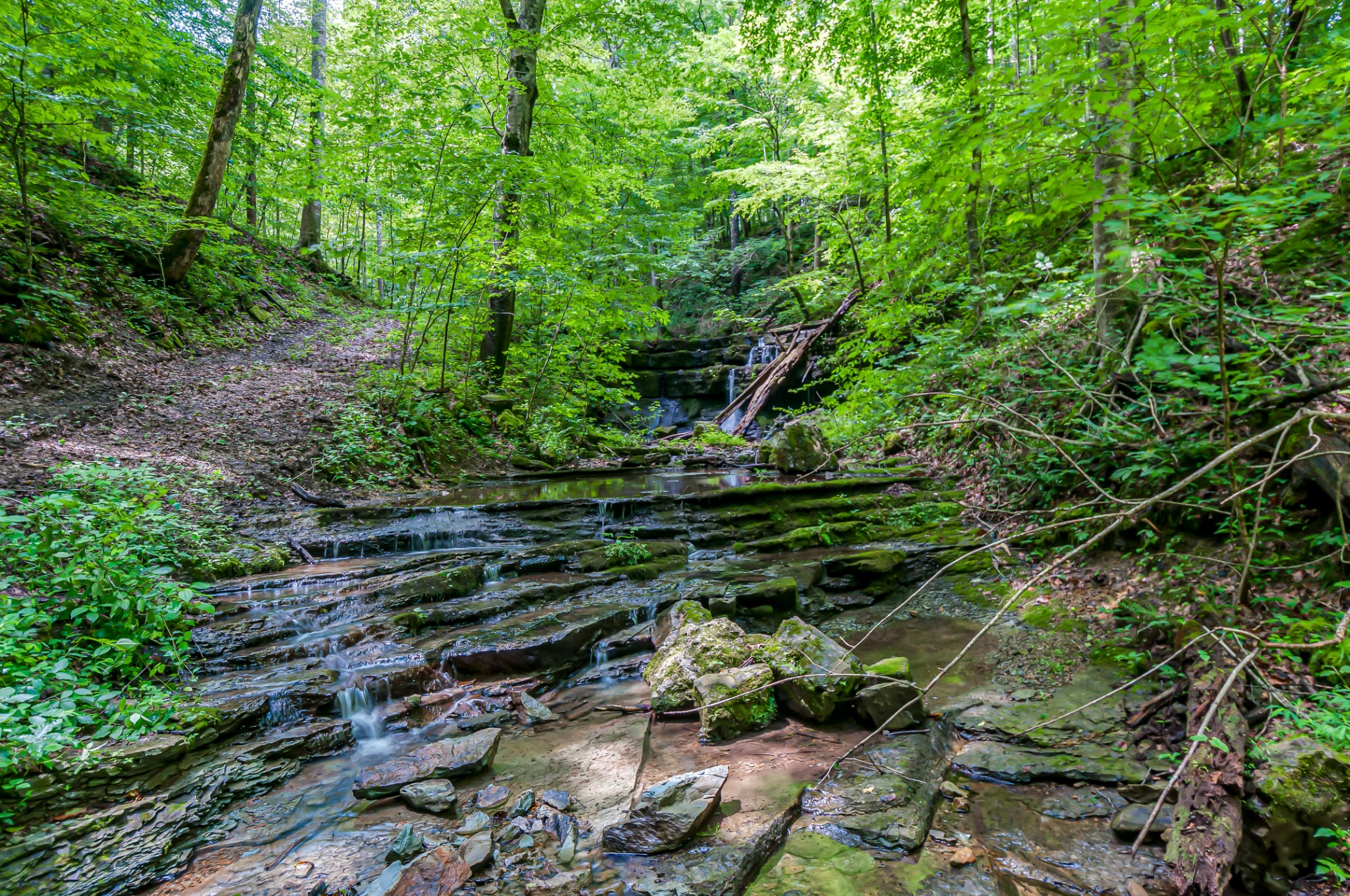 7399 Caney Fork Road Fairview, TN 37062 - Photo 14 of 41 a backyard of a house with lots of green space