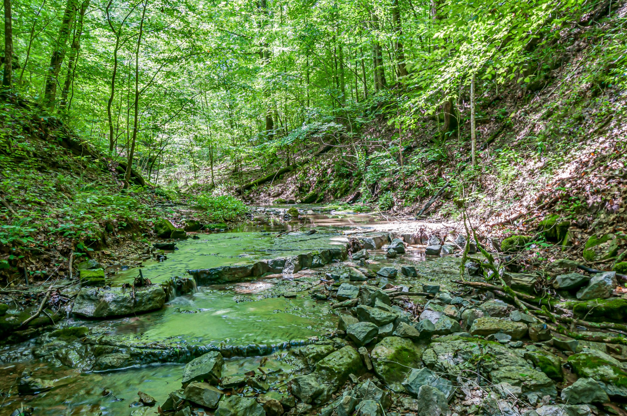 7399 Caney Fork Road Fairview, TN 37062 - Photo 15 of 41 a view of a lush green forest with lots of trees