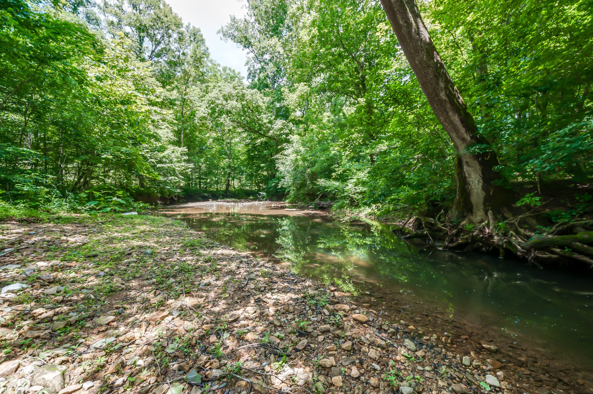 7399 Caney Fork Road Fairview, TN 37062 - Photo 3 of 41 a big yard with lots of green space and plants