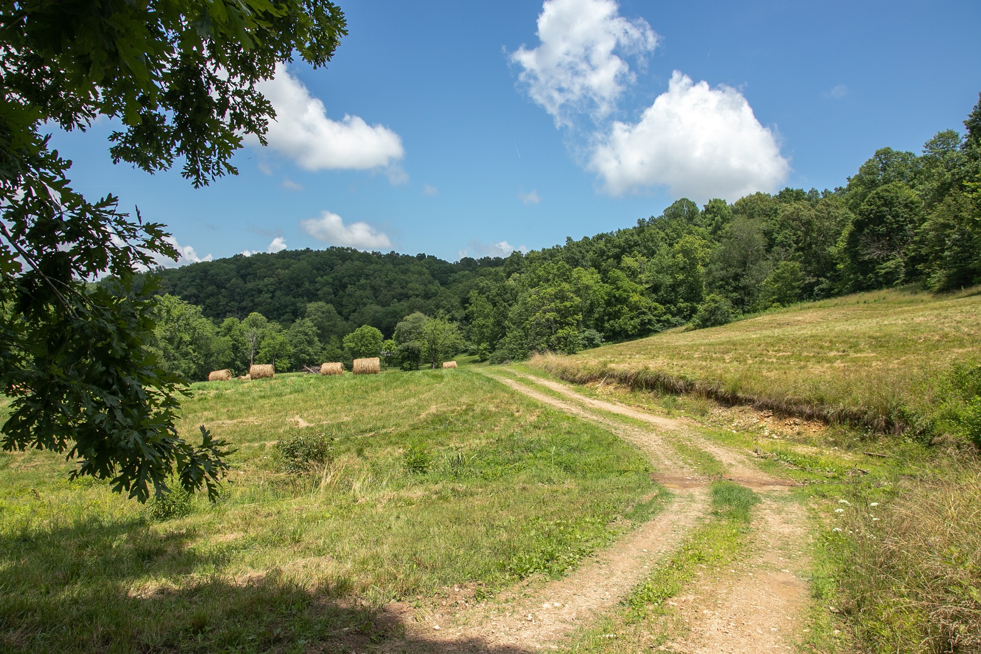 7399 Caney Fork Road Fairview, TN 37062 - Photo 33 of 41 a view of a big yard with lots of green space