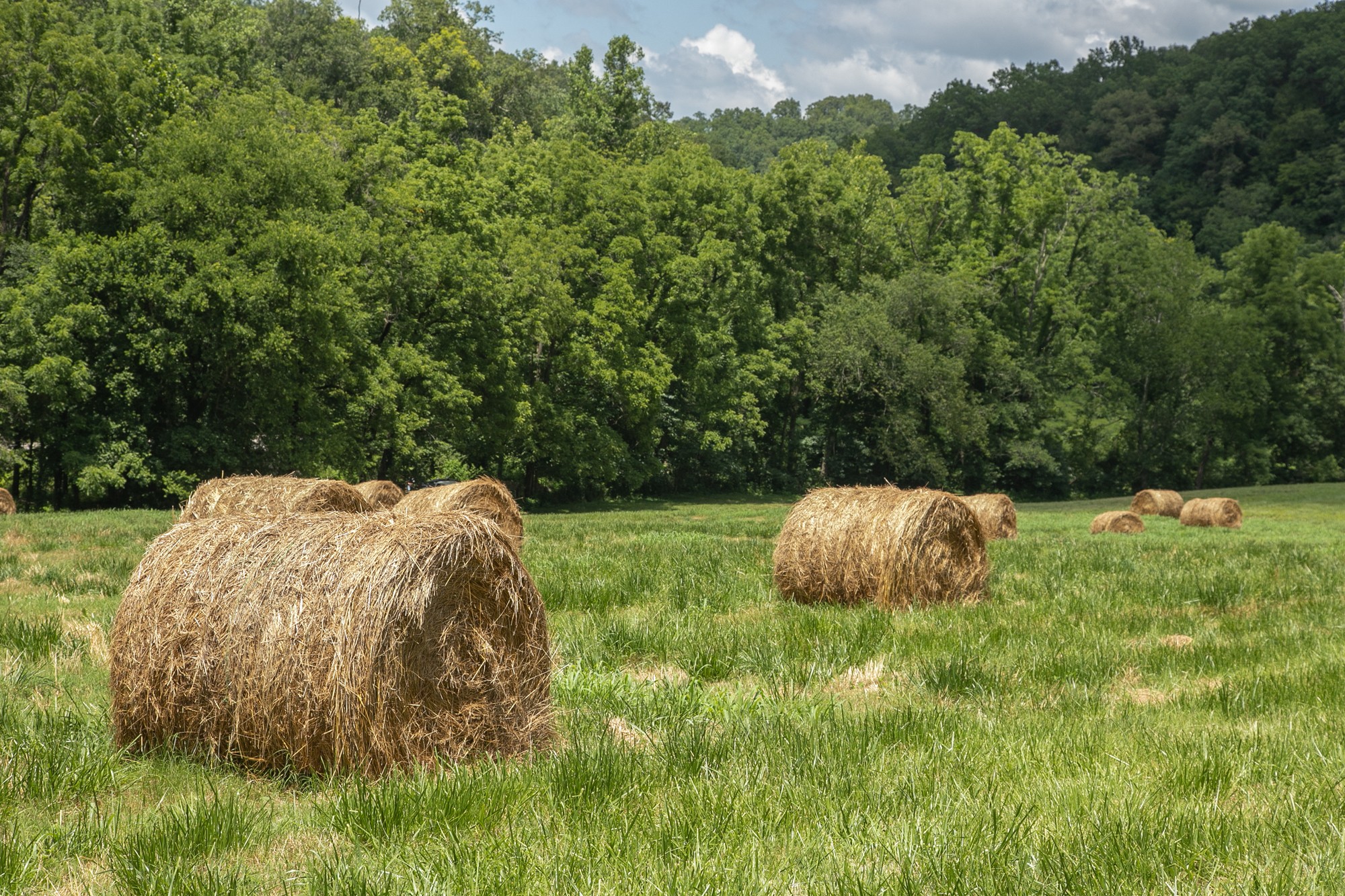 7399 Caney Fork Road Fairview, TN 37062 - Photo 35 of 41 a view of a backyard