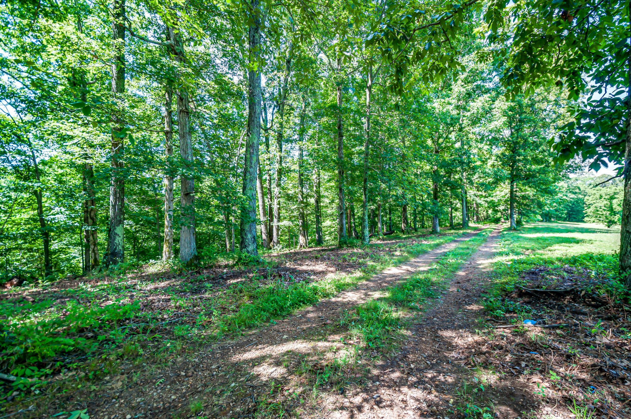 7399 Caney Fork Road Fairview, TN 37062 - Photo 38 of 41 a view of backyard with green space