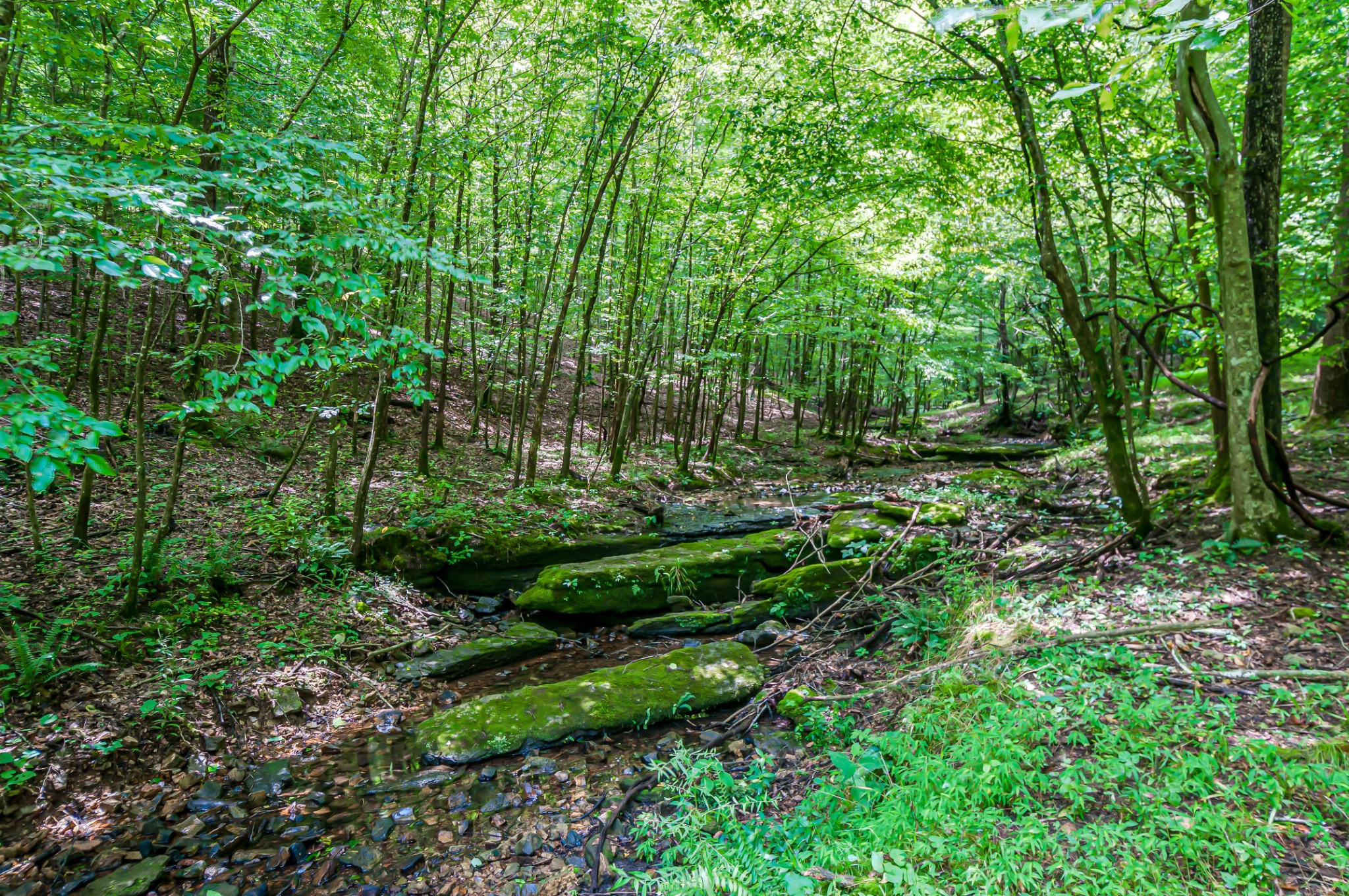 7399 Caney Fork Road Fairview, TN 37062 - Photo 40 of 41 a view of a lush green forest with lots of trees
