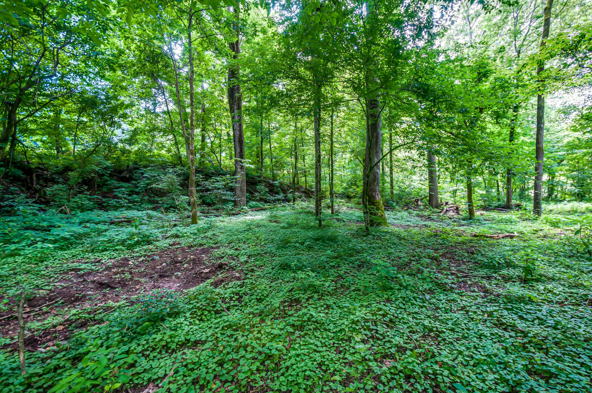 7399 Caney Fork Road Fairview, TN 37062 - Photo 41 of 41 a view of outdoor space and green space