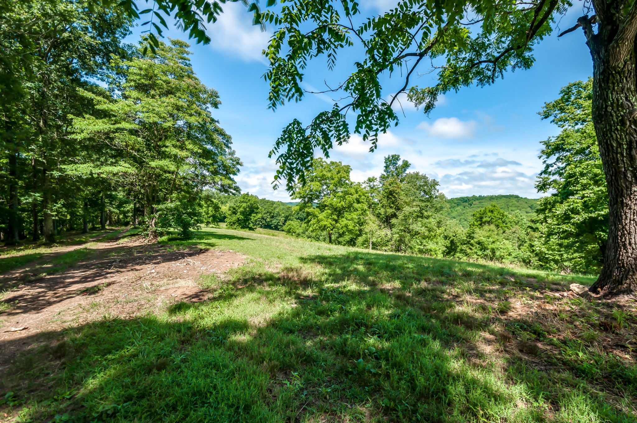7399 Caney Fork Road Fairview, TN 37062 - Photo 5 of 41 a view of a yard with plants and a tree