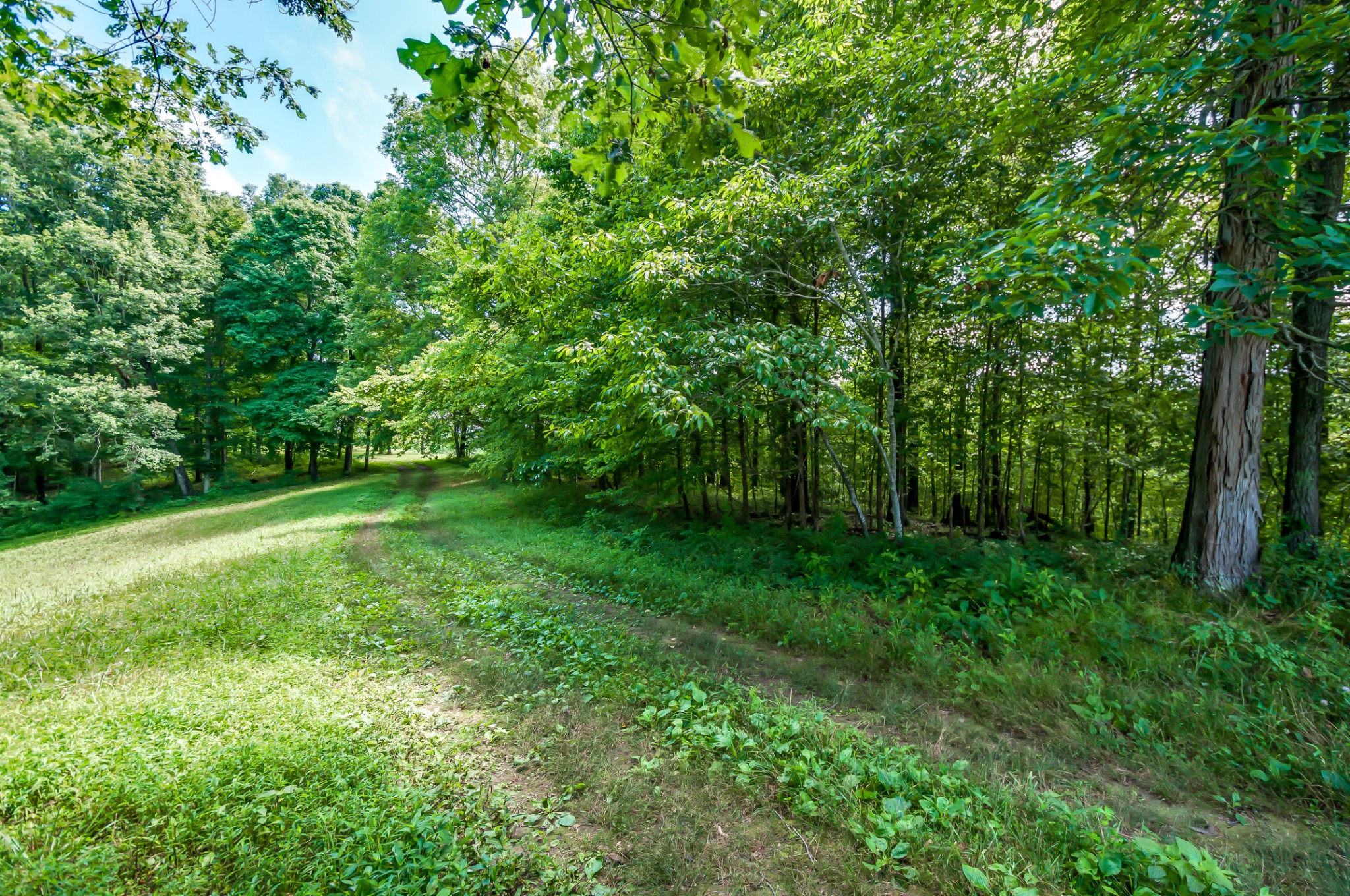 7399 Caney Fork Road Fairview, TN 37062 - Photo 6 of 41 a view of a lush green space