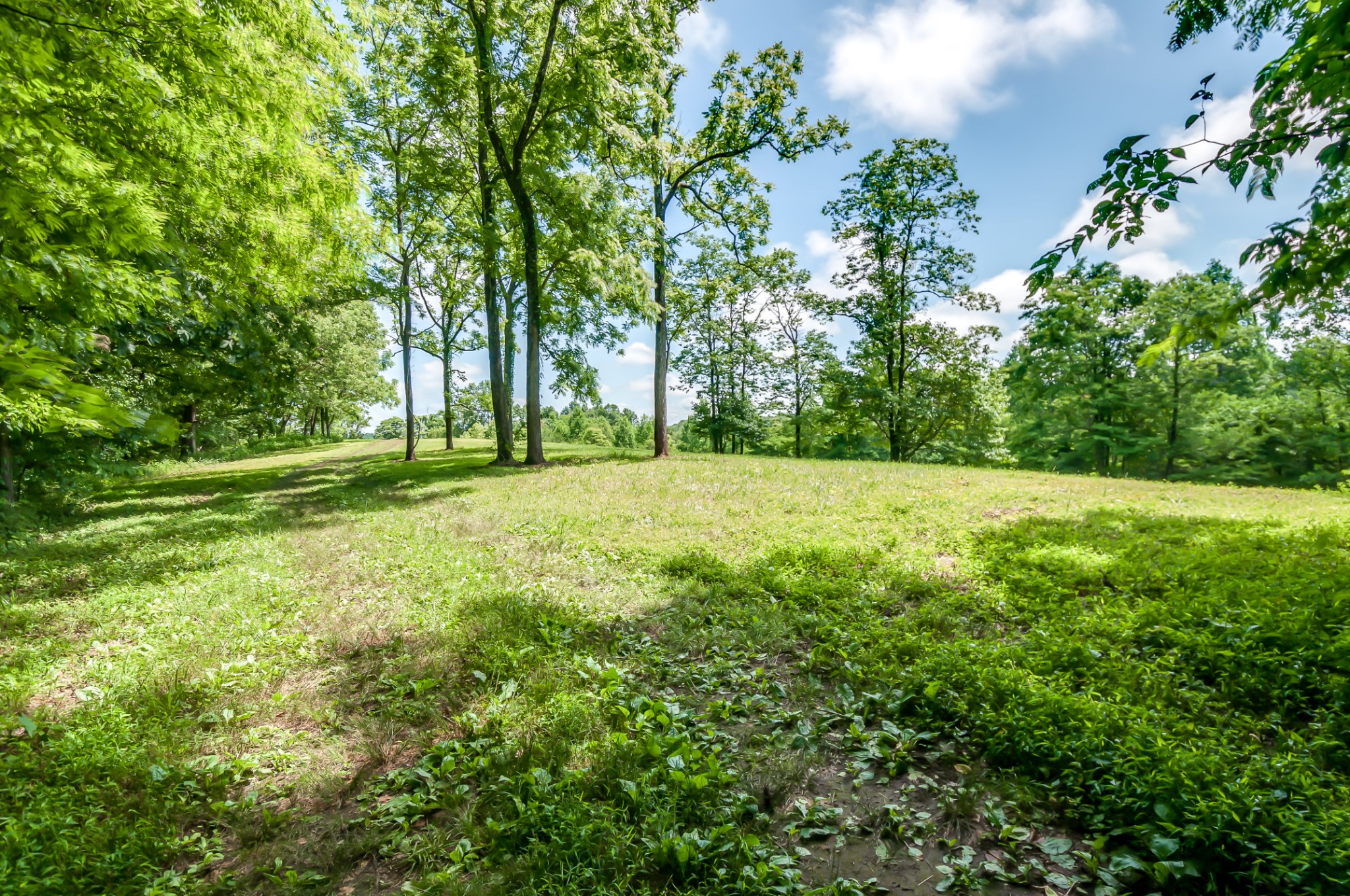 7399 Caney Fork Road Fairview, TN 37062 - Photo 7 of 41 a view of a field with a tree in the background