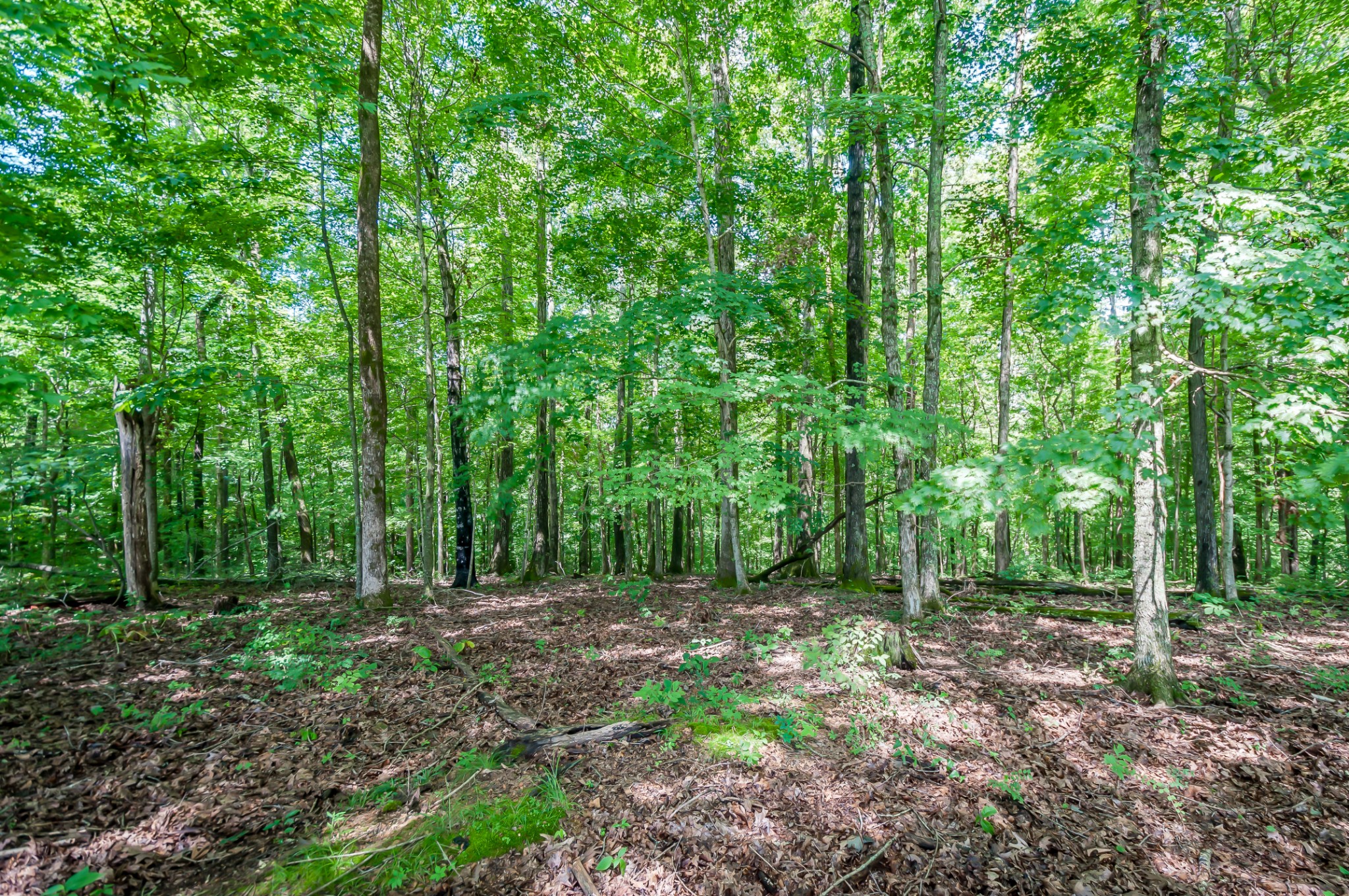 7399 Caney Fork Road Fairview, TN 37062 - Photo 8 of 41 a backyard of a house with lots of green space
