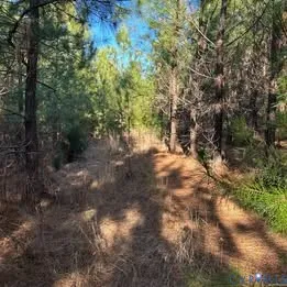 a view of a forest with trees in the background