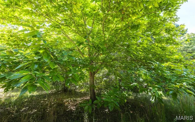 $799,999 | 470 County Road 118, Annapolis, MO 63620