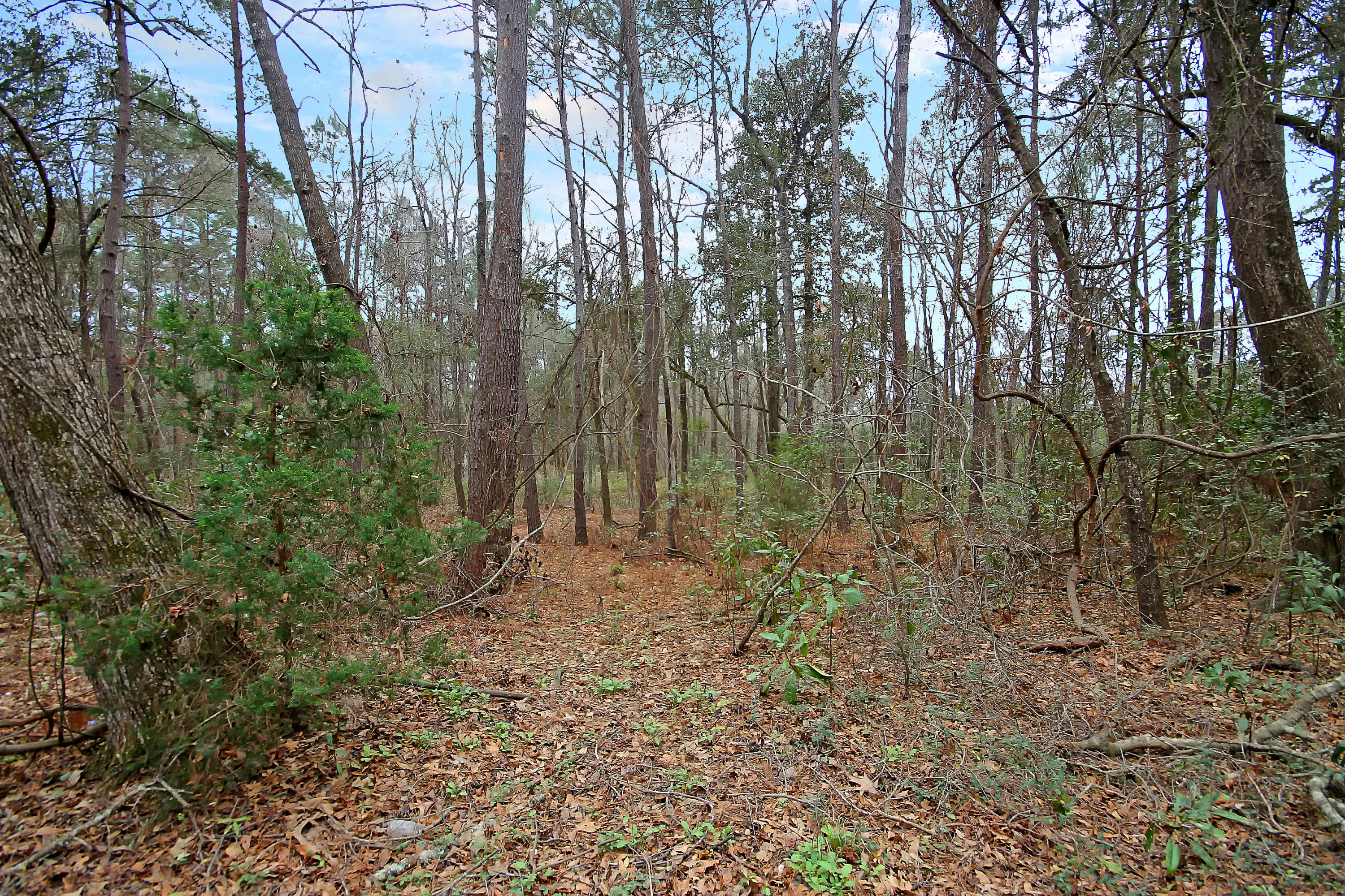 5558 Chisolm Road Johns Island, SC 29455 - Photo 8 of 8 IMG_6469 copy