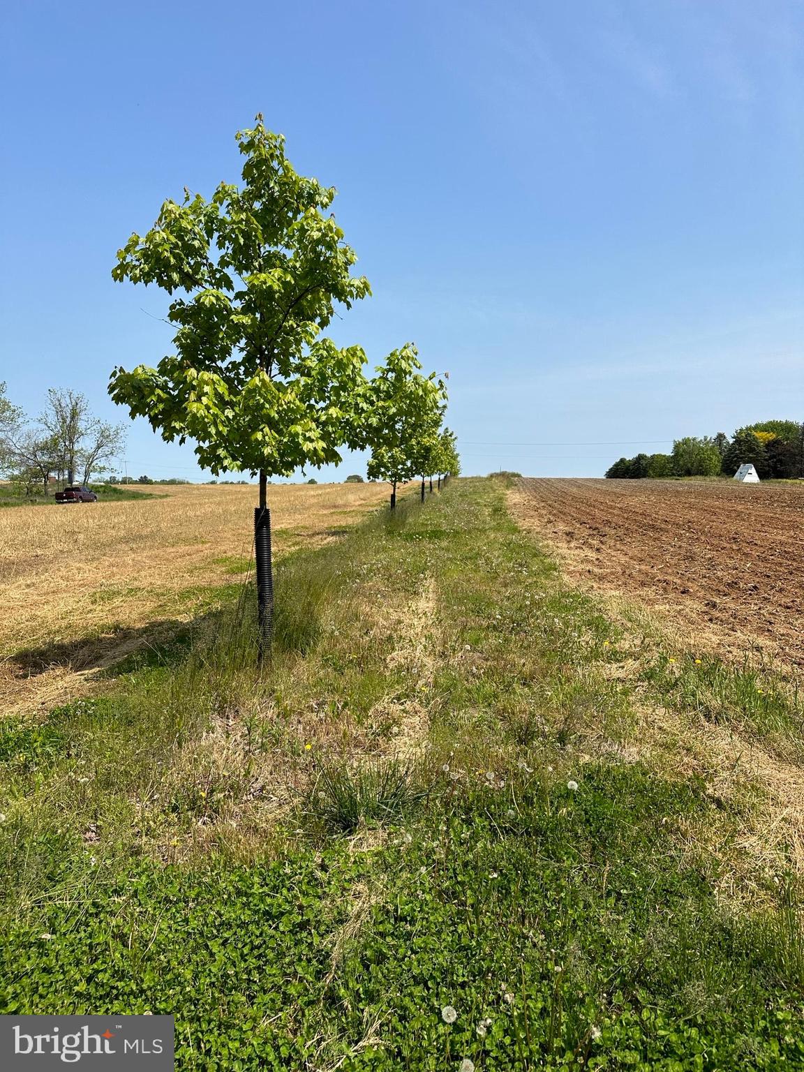 204 Kreider Road Palmyra, PA 17078 - Photo 6 of 29 Newly planted trees on property line #204