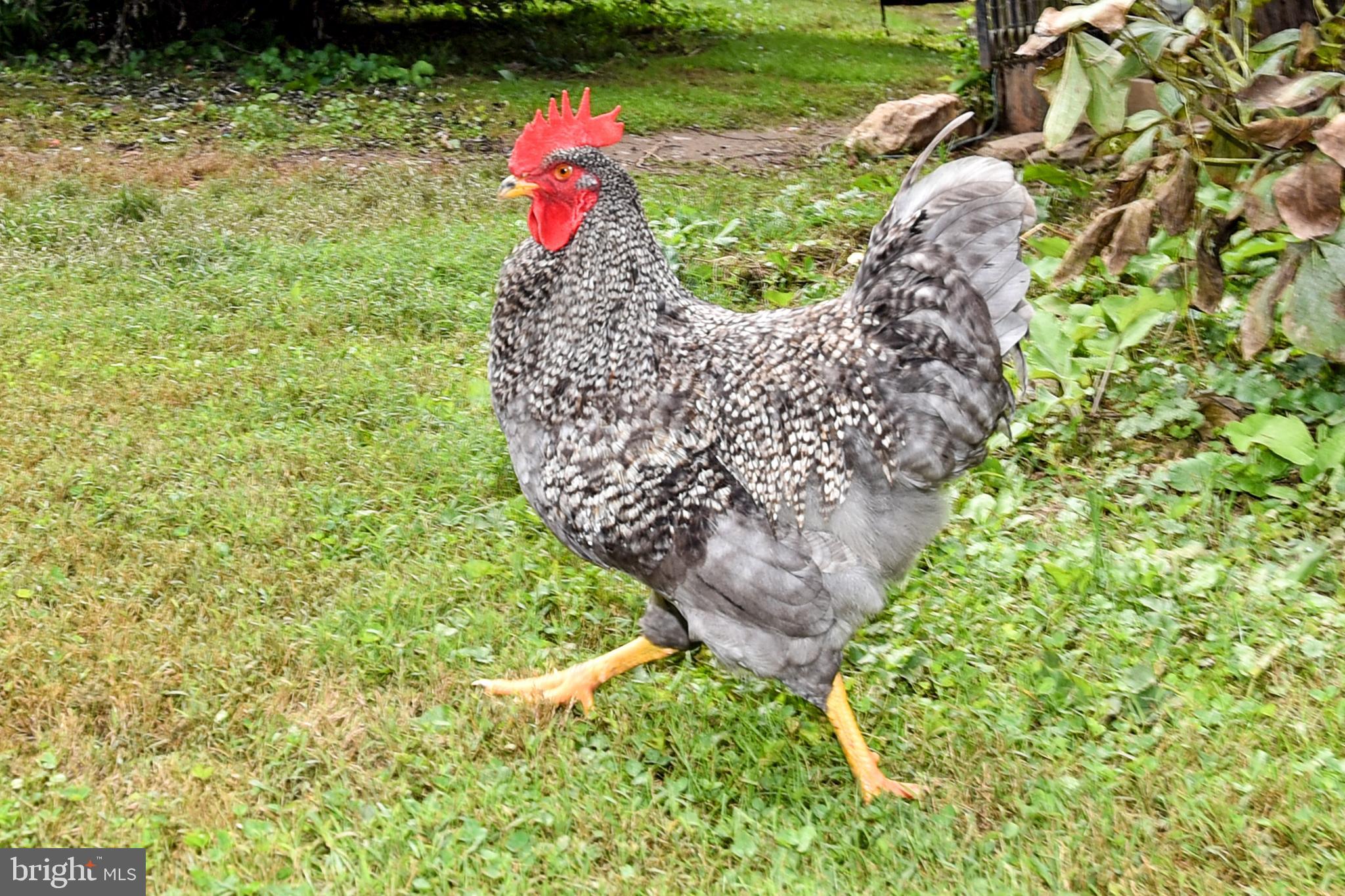 18211 Barnesville Road Barnesville, MD 20838 - Photo 34 of 35 CHICKEN