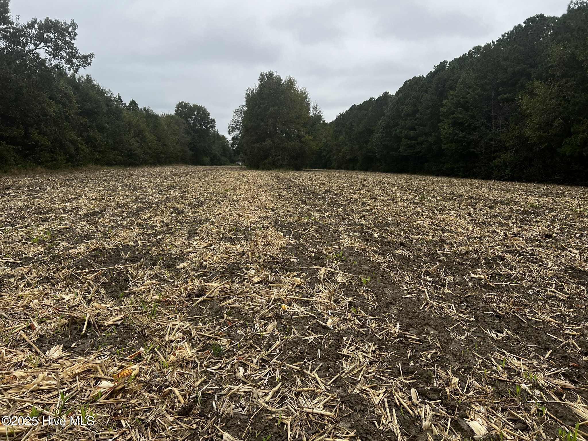 450 Swamp Road Pantego, NC 27860 - Photo 5 of 13 84f07ef0-f7f6-497e-9514-2b900740af79